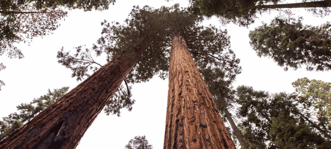 sequoia trees from below